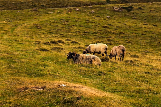 Cabras pastando en pradera a lo largo del Camino de Santiago