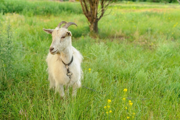 Cabras pastando sobre hierba fresca.