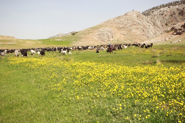 Cabras pastando en la temporada de primavera