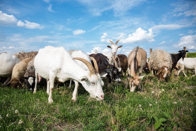 Cabras en un pasto