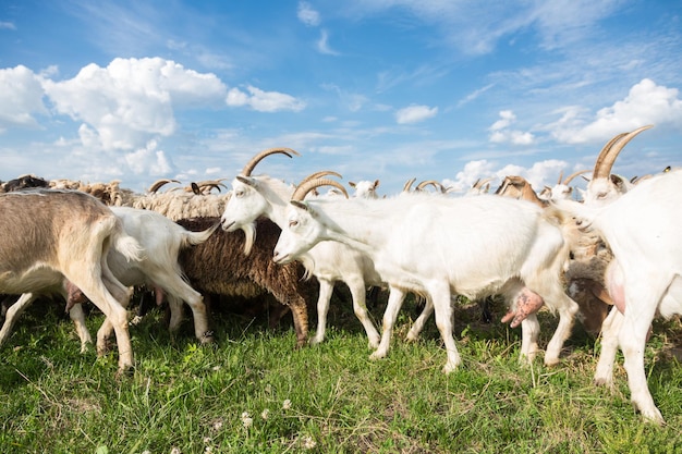 Cabras en un pasto