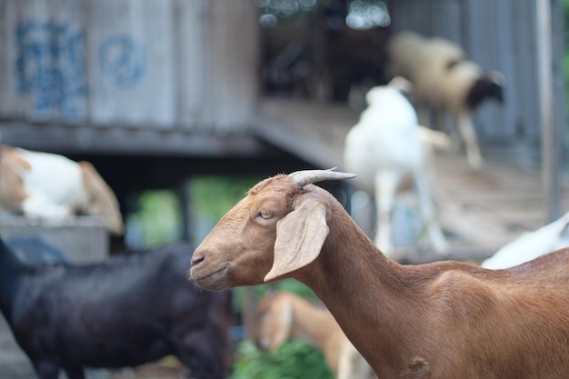 Foto cabras de pie en la granja