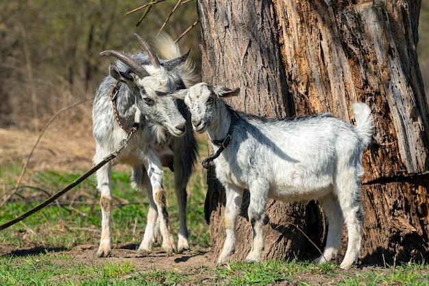 Cabras de pie junto a un árbol en un campo