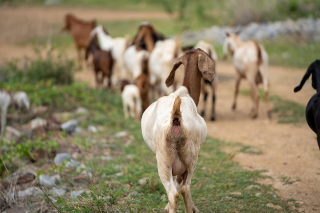 Cabras en un prado de una granja de cabras Cabras blancas