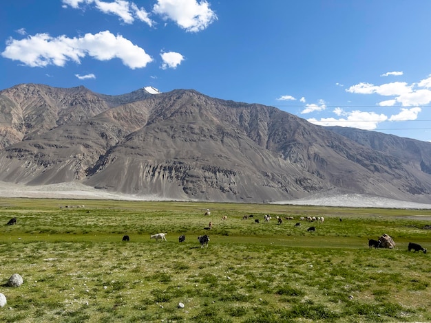 Las cabras en el prado de las montañas de Pamir