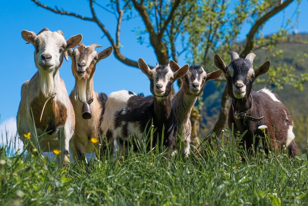 Foto cabras en el prado