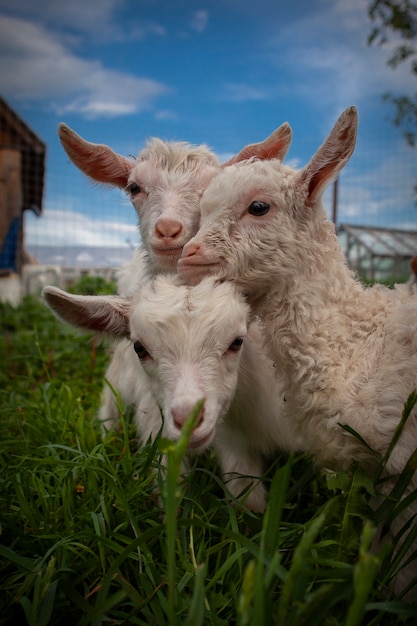 Cabras del pueblo de Kozlovka