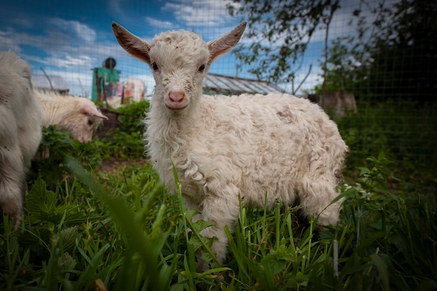 Cabras del pueblo de Kozlovka