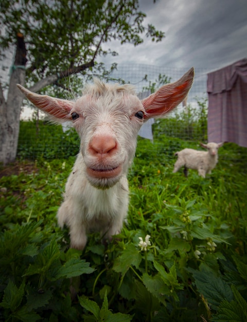 Cabras del pueblo de Kozlovka