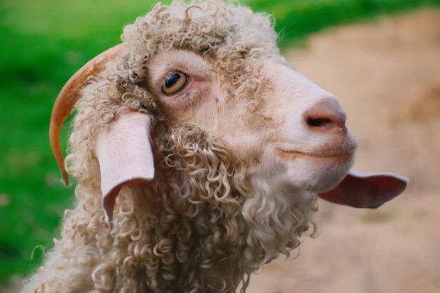 Cabras que se colocan en granja ovejas blancas que esperan la comida en la granja.