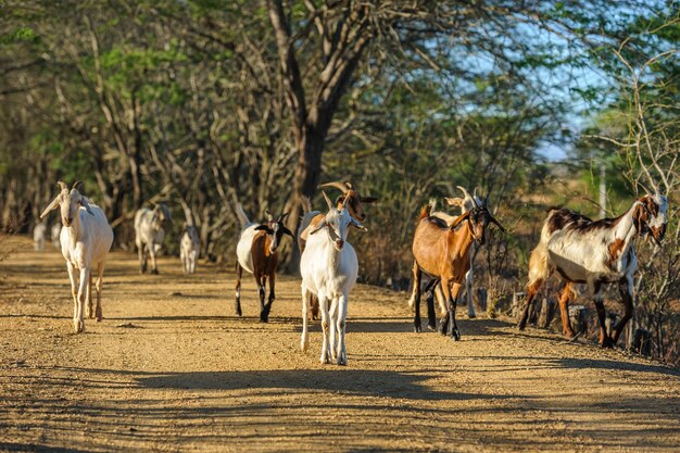 Cabras en la región de Cariri, Cabaceiras, Paraiba, Brasil el 1 de noviembre de 2012.