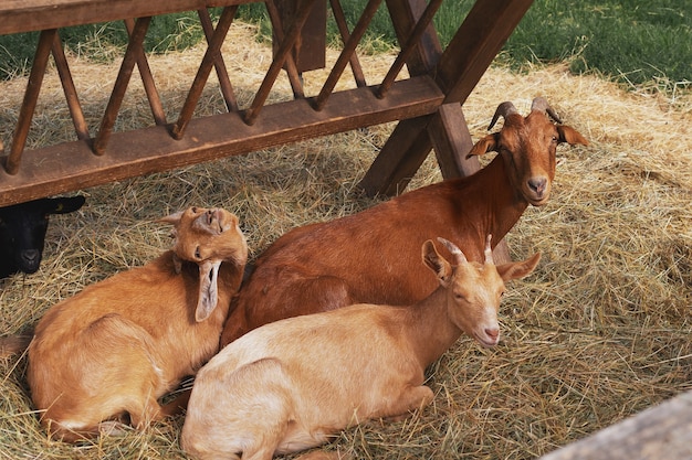 Cabras en la reserva natural de Baviera