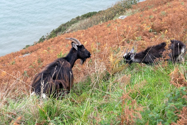 Cabras salvajes Capra aegagrus en la ladera de una colina en Devon
