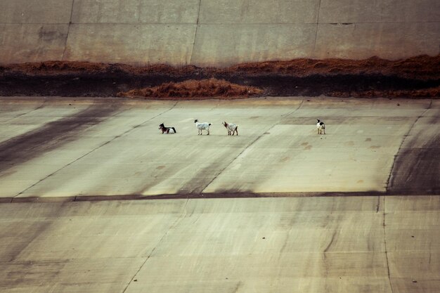 Cabras en el sendero de la ciudad