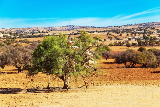 Cabras subindo em árvores de argan. Passeios turísticos divertidos em Marrocos.