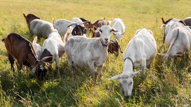 Foto cabras en tierra con pasto