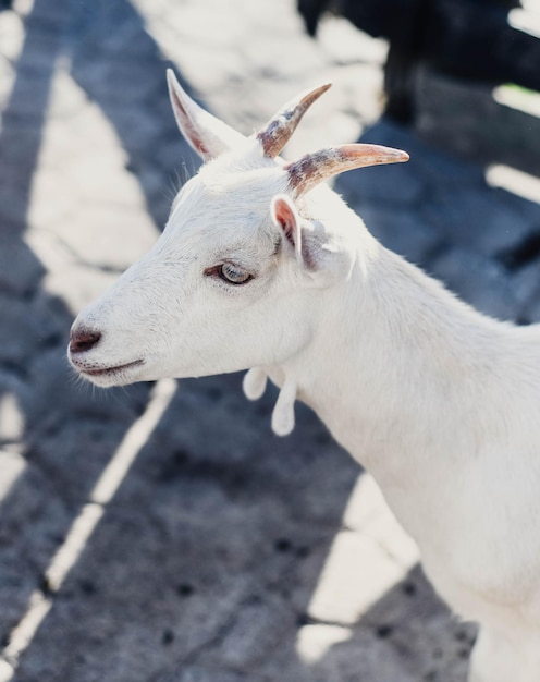 Foto cabras típicas de américa del sur en una granja.