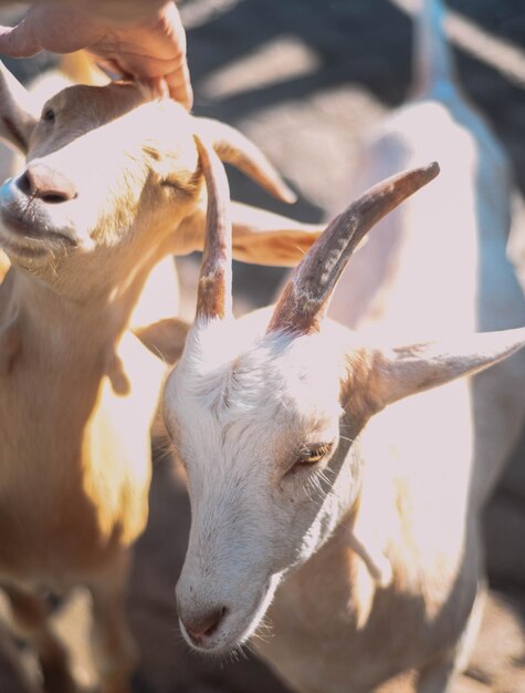 Cabras típicas de América del Sur en una granja.