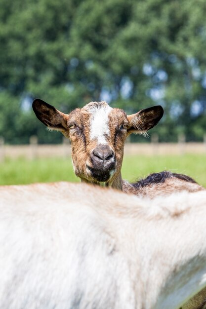 Cabras