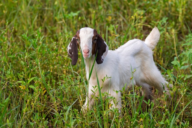 Cabrinha no prado verde