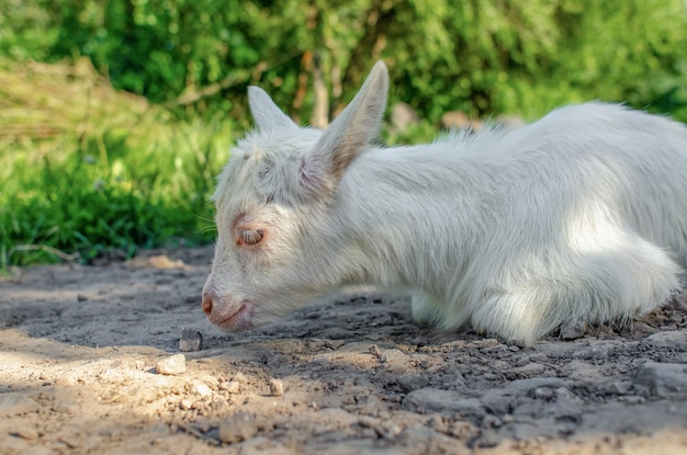 Cabrinho de cabra estava andando pela rua deitado e descansando na estrada