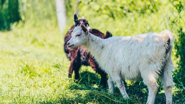 Cabritinhos pastando no prado verde Animais comendo grama verde ao ar livre