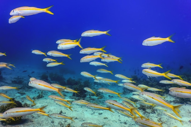 Cabrito amarelo (Mulloidichthys martinicus) subaquático, vida marinha