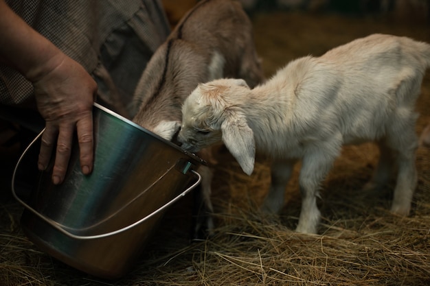 Un cabrito bebe leche de un balde La mujer está alimentando al cabrito