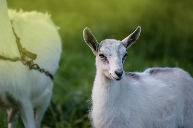 Cabrito bebé parado en la hierba de verano Cabra joven pasta en un prado Cabritos jugando juntos