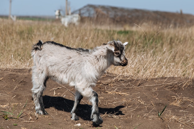 Cabrito blanco caminar por el suelo