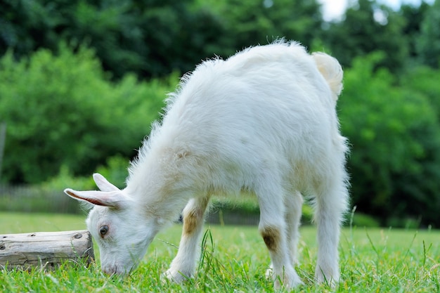 Un cabrito blanco contra la hierba