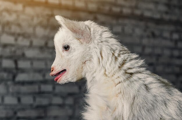 Cabrito blanco en un granero en una pequeña granja en Ontario, Canadá