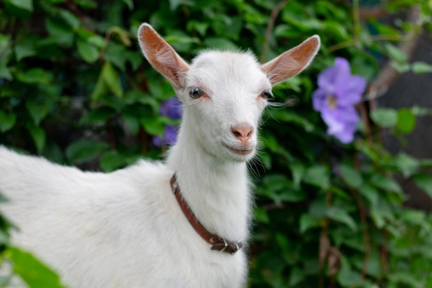 Cabrito blanco en el jardín cerca de un arbusto de flores