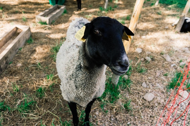 Cabrito blanco joven pastando en un prado verde en un día soleado de primavera