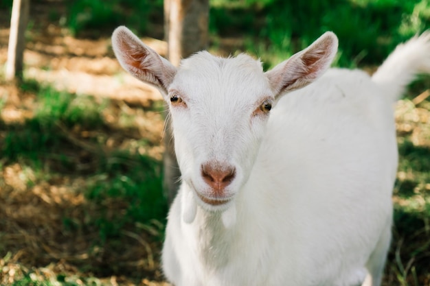 Cabrito blanco joven pastando en un prado verde en un día soleado de primavera