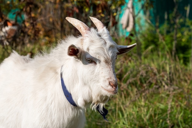 Foto cabrito blanco mirando a la cámara en el tiempo de otoño de la aldea.