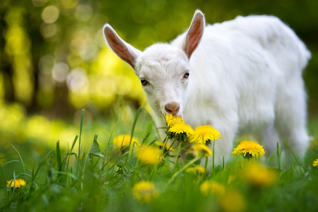 Cabrito blanco de pie sobre la hierba verde con flores amarillas