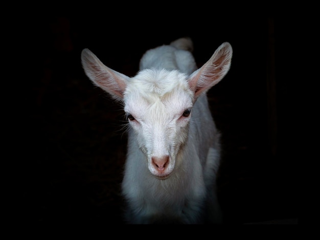 Foto cabrito blanco sobre un fondo oscuro