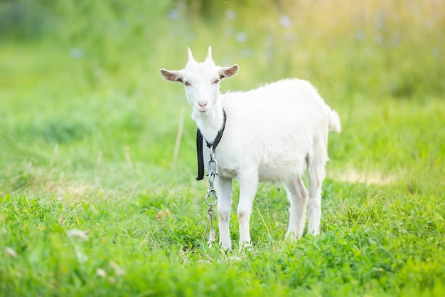 Cabrito blanco sobre la hierba verde en un día soleado