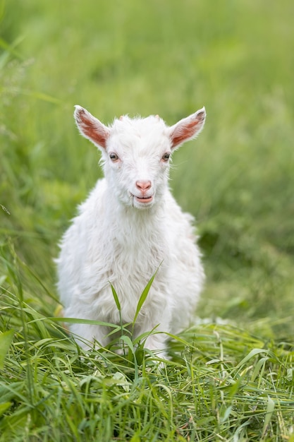 Cabrito blanco sobre la hierba verde en un día soleado