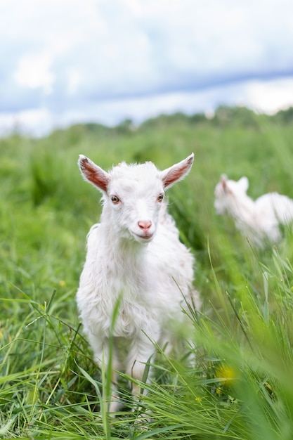 Cabrito blanco sobre la hierba verde en un día soleado