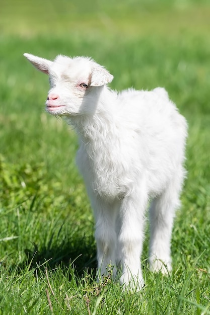 Cabrito blanco sobre hierba verde en un día soleadox9