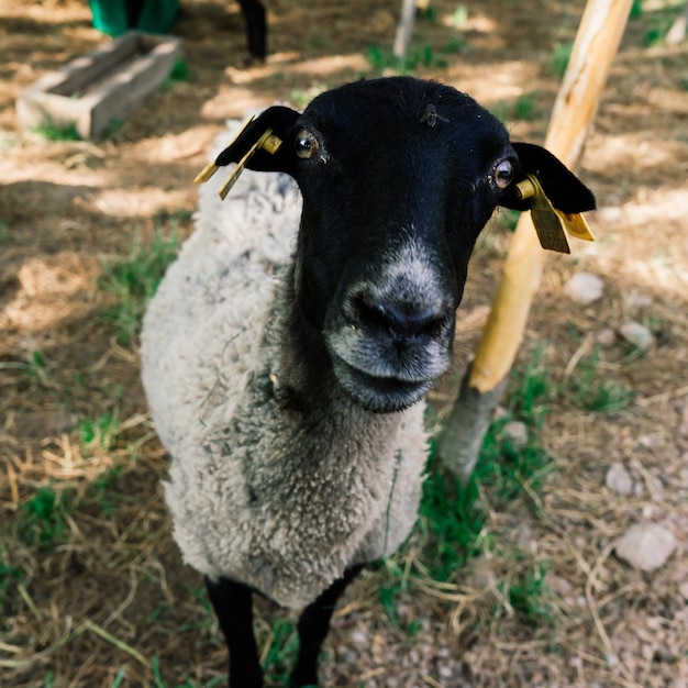 Cabrito branco jovem pastando em um prado verde em um dia ensolarado de primavera