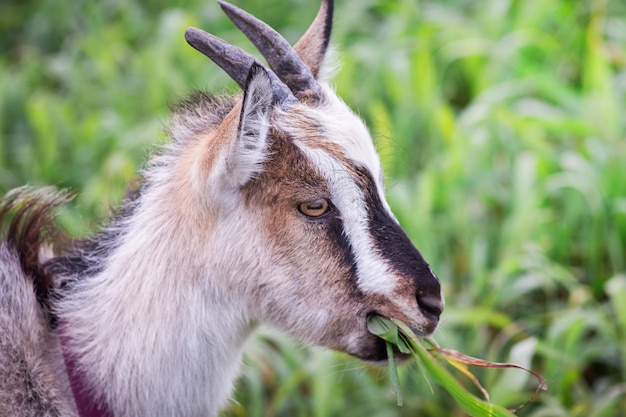 Cabrito comiendo hierba en la granja