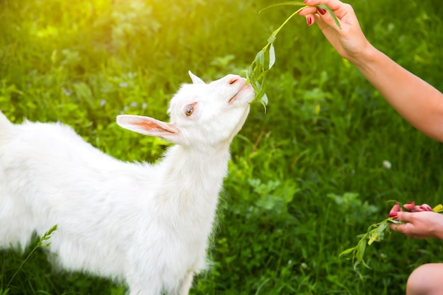 Cabrito comiendo sauce. La mujer está alimentando a los animales domésticos en la naturaleza.