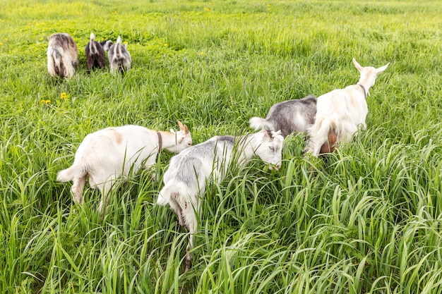 Cabrito de corral lindo en la granja de animales orgánicos naturales ecológicos que pastan libremente en la cúpula del fondo del prado ...