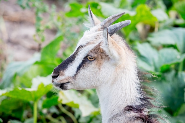 Cabrito con cuernos sobre la hierba verde background_