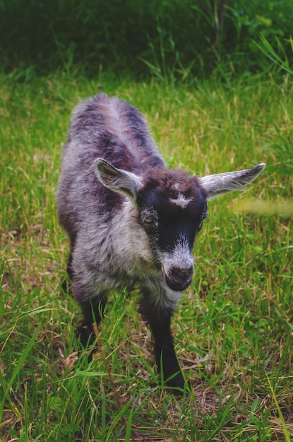 Cabrito gris joven en la hierba