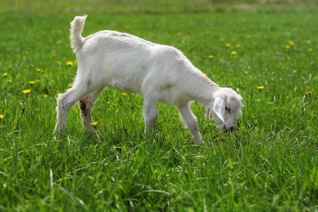 Cabrito joven pastando en un prado verde con dientes de león.