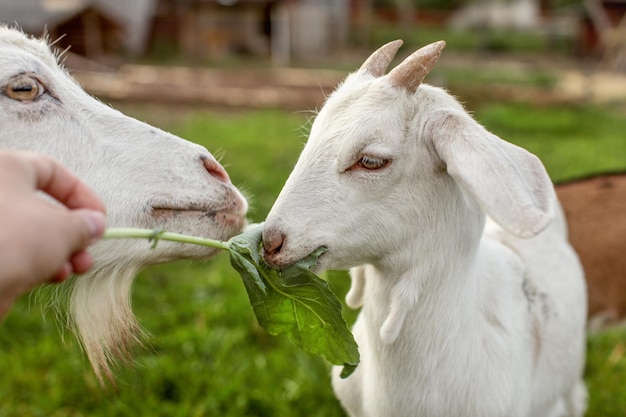 Cabrito y madre, comiendo hojas grandes, alimentados por mano de hombre, con granja en segundo plano.